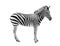 African wild animal zebra with beautiful stripes