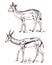 African wild antelope, deer or doe. Duiker and springbok. An animal in a safari. Vintage Mammal, Engraved hand drawn old