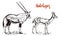 African wild antelope, deer or doe. Orix gemsbok and dik-dik. An animal in a safari. Vintage Mammal, Engraved hand drawn