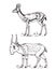 African wild antelope, deer or doe. Saiga and dik-dik. An animal in a safari. Vintage Mammal, Engraved hand drawn old