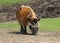 African Wild Boar (Potamochoerus porcus)