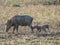 African wild bore with family strolls along the savannah