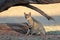 African wild cat - Kalahari desert