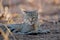 African wild cat portrait - Kalahari desert