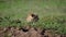 African Wild Cheetah Sticking His Head Out Of Hiding In The Savannah