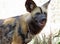 African Wild Dog