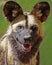 African Wild Dog