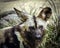 African Wild Dog