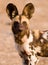 African Wild Dog