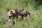 African Wild Dog