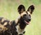 African Wild Dog