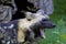 African Wild Dog   845826