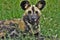 African wild dog