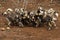 The African wild dog, African hunting dog, African painted dog, Cape hunting dog or painted wolf Lycaon pictus three young dogs