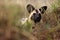 The African wild dog, African hunting dog, or African painted dog Lycaon pictus, portrait of a dog hiding in the grass