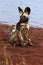The African wild dog, African hunting dog, or African painted dog Lycaon pictus, puppy sitting at waterhole