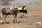 The African wild dog, African hunting dog, or African painted dog Lycaon pictus , puppy with a toy