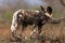 The African wild dog, African hunting dog or African painted dog Lycaon pictus. A puppy of a wild dog standing in the savannah