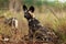 African wild dog, African hunting dog, or African painted dog Lycaon pictus two frolicking puppies