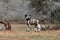 The African wild dog, African hunting dog, or African painted dog Lycaon pictus, very light puppy standing under acacia trees