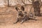 African wild dog in the kalahari, Namibia, Africa