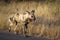 African wild dog in Kruger National park, South Africa