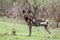 African wild dog in Kruger National park, South Africa