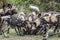 African wild dog in Kruger National park, South Africa