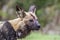 African wild dog in Kruger National park, South Africa