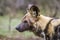 African wild dog in Kruger National park, South Africa