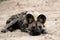 African Wild dog (Lycaon pictus)