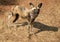 African wild dog (lycaon pictus)