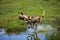 African Wild Dog, lycaon pictus, Adult crossing Water Hole, Namibia