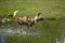 African Wild Dog, lycaon pictus, Adult crossing Water Hole, Namibia