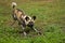 African Wild Dog, lycaon pictus, Adult in Defensive Posture, Namibia