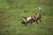 African Wild Dog, lycaon pictus, Adult in Defensive Posture, Namibia