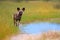 African Wild Dog, Lycaon pictus, alpha female sitting close to lake, alerted by crocodile in the water.  African wildlife