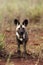 The African wild dog Lycaon pictus, also known as African hunting or African painted dog, or painted wolf,puppy standing in the