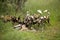 African Wild Dog, lycaon pictus, Groupe eating a Kill, a Female of Great Kudu, Namibia