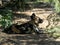 The African wild dog, Lycaon pictus, lies in the grass and observes the surroundings