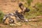 African wild dog  Lycaon Pictus lying down, relaxing, Madikwe Game Reserve, South Africa.