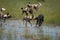 African Wild Dog, Lycaon pictus, pack killing buffalo calf in water, defended by mother. African wildlife photography, motion