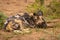 African wild dog  Lycaon Pictus almost sleeping, Madikwe Game Reserve, South Africa.