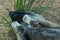 An African wild dog Lycaon pictus sleeping paws up very close up in the savannah grass in Africa