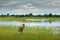 African wild dog, Lycaon pictus, walking in lake water. Hunting painted dog with big ears, beautiful wild anilm in habitat. Wildli