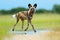 African wild dog, Lycaon pictus, walking in the water on the road. Hunting painted dog with big ears, beautiful wild anilm in hab