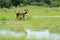 African wild dog, Lycaon pictus, walking in the water on the road. Hunting painted dog with big ears, beautiful wild anilm in hab