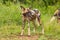 African wild dog  Lycaon Pictus watching for food, Madikwe Game Reserve, South Africa.