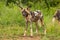 African wild dog  Lycaon Pictus watching, Madikwe Game Reserve, South Africa.