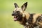 African wild dog, open snout muzzle with teeth, walking in the water on the road. Hunting painted dog with big ears, beautiful wil